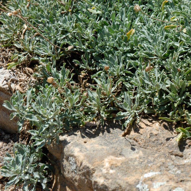 Green leafy plants growing over a stone surface with dried stems and small flowers.