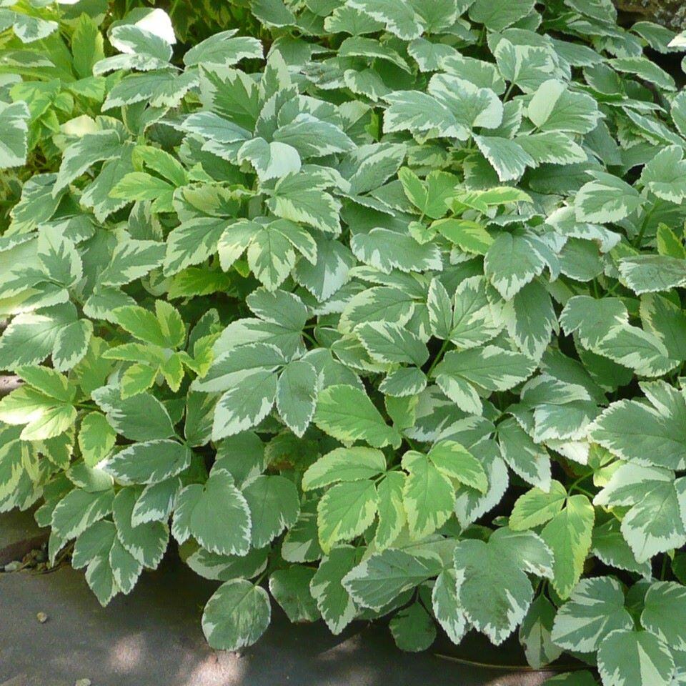 A cluster of variegated green leaves with lighter edges and darker centers.
