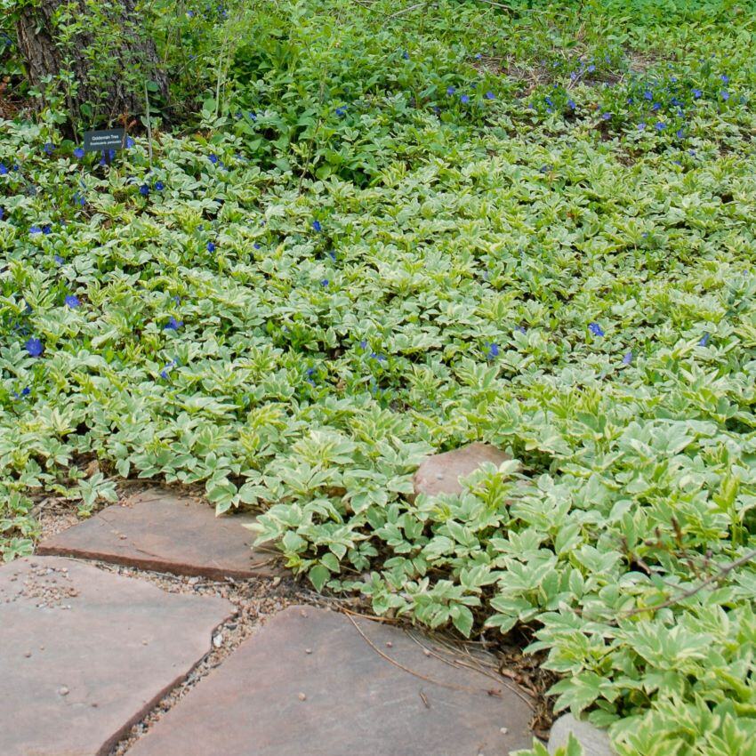 A garden with green foliage and small blue flowers, alongside stepping stones.