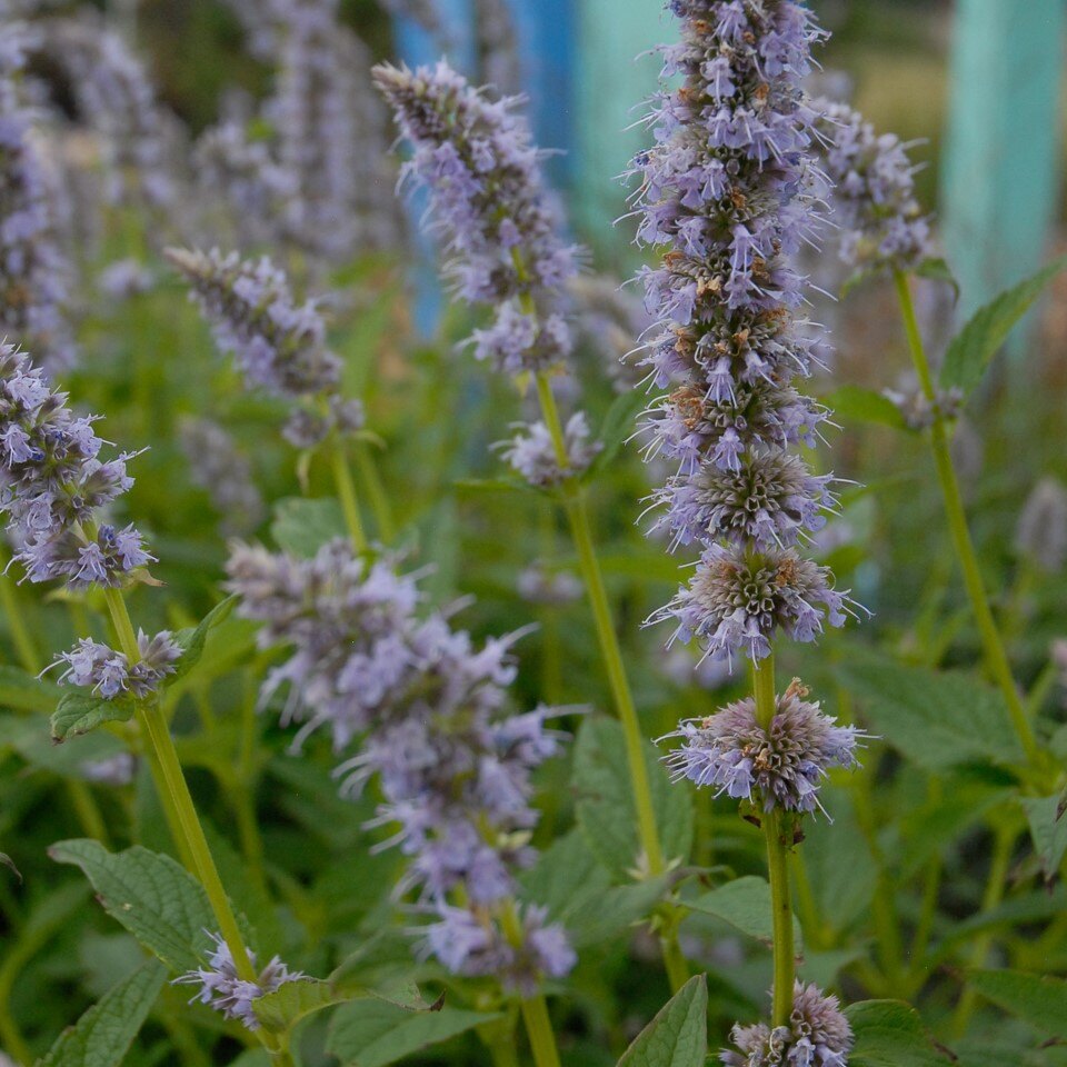 Close-up of purple flowers on tall green stems with a blurry background.