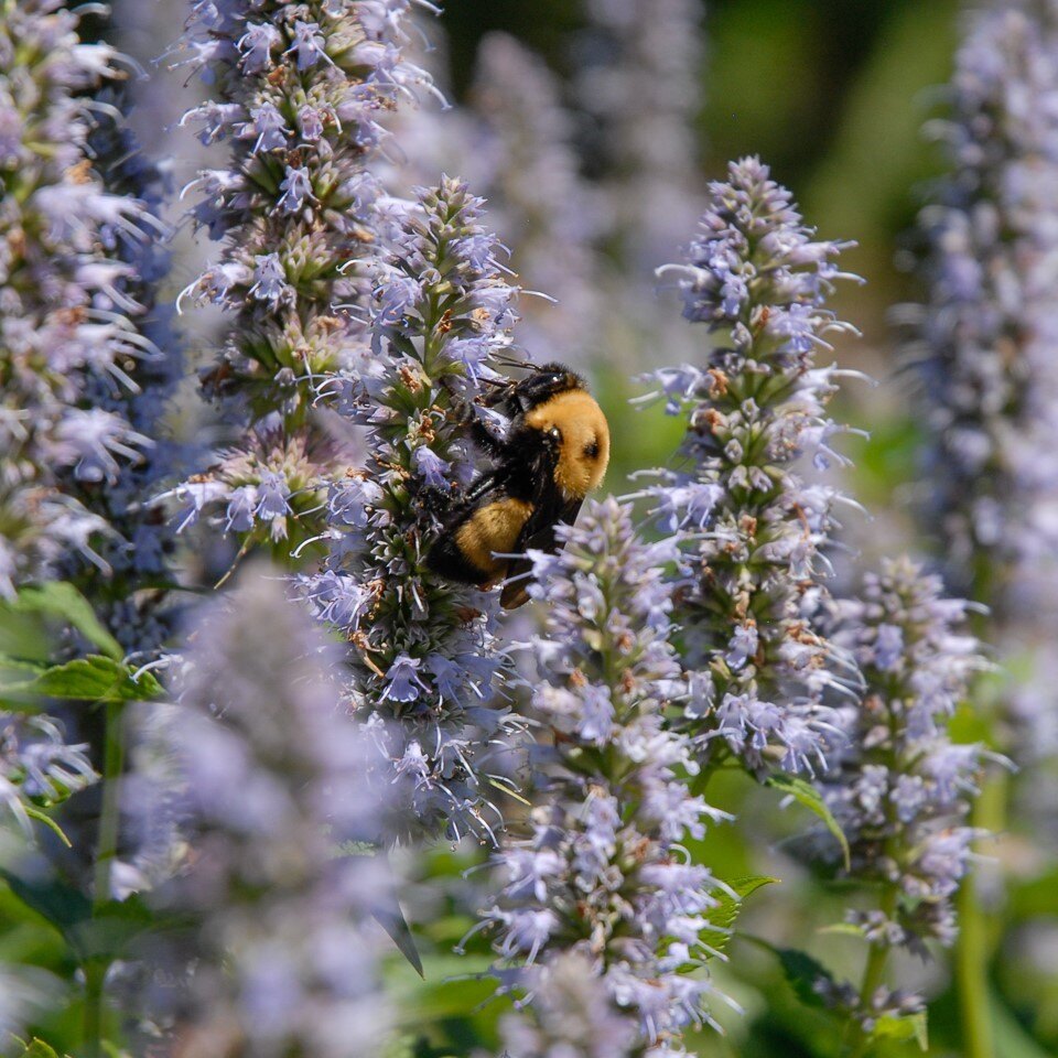 A bumblebee on lavender-colored flower spikes.