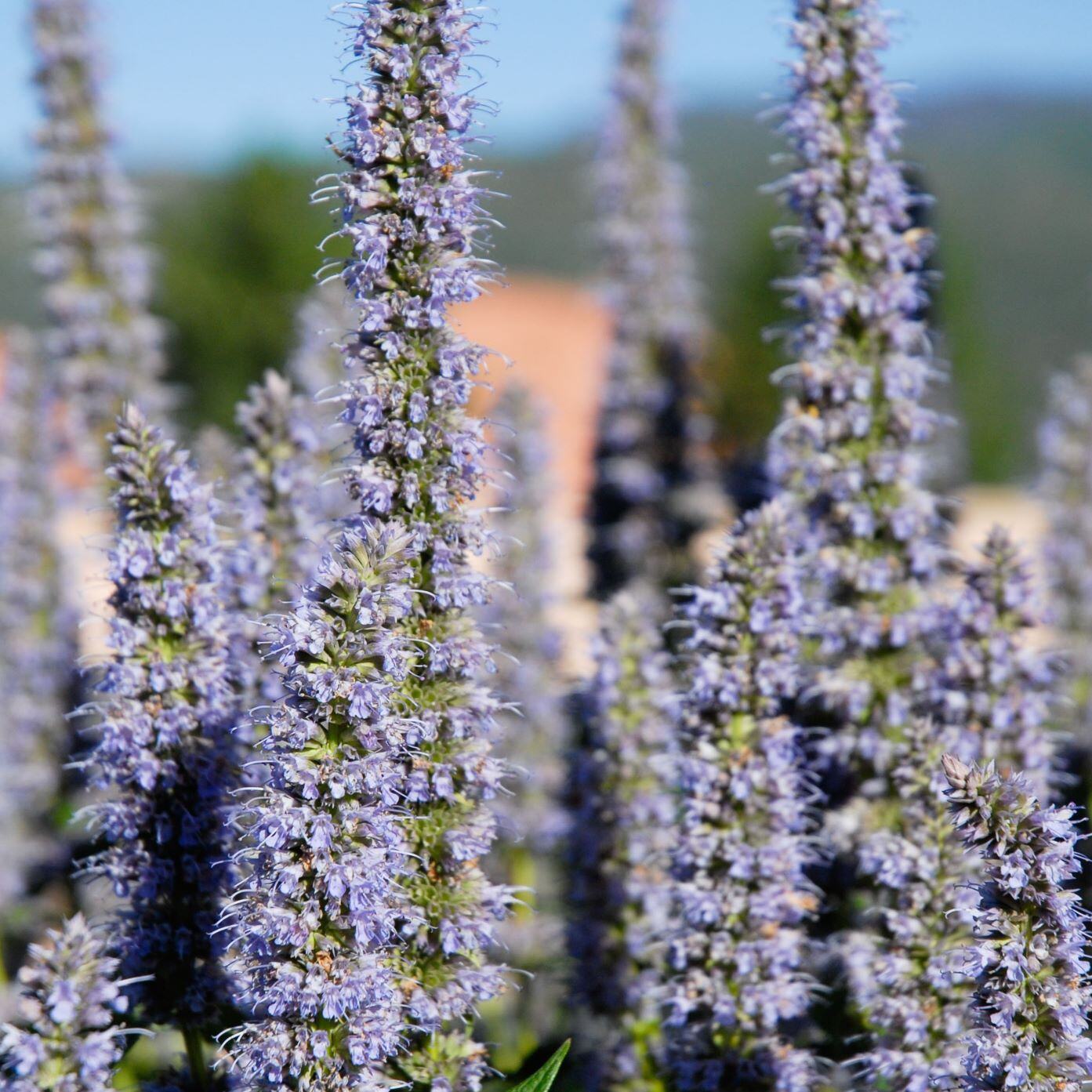 Close-up of tall, purple-blue flowering spikes against a blurred outdoor background.
