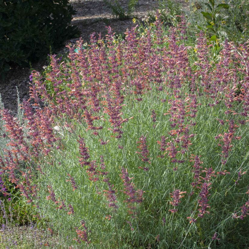Sunset Hyssop