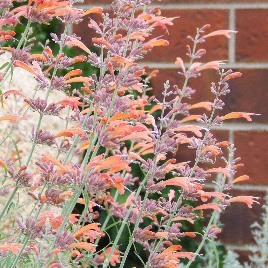 Close-up of flowering plants with bright orange and pinkish-purple blooms, set against a brick wall background.