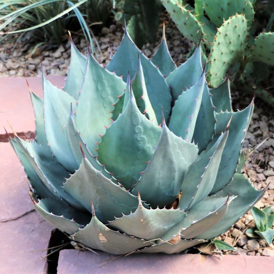 Close-up of a blue-green agave plant with spiky leaves and red spines.