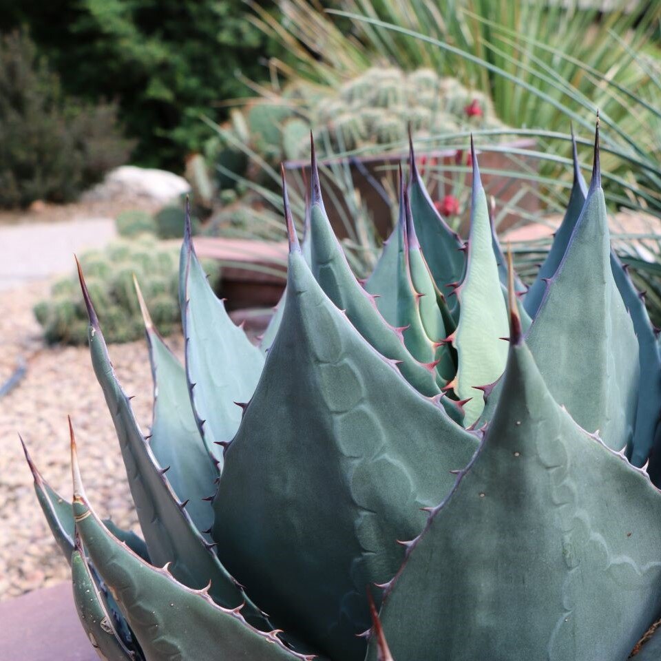 Close-up of a bluish-green agave plant with sharp-tipped leaves and red-brown spines, set in a garden with other plants.