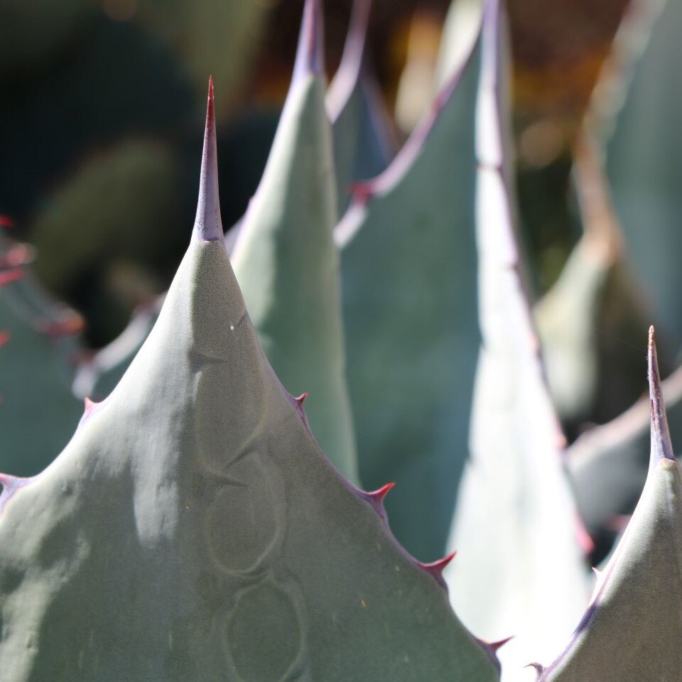 Close-up of sharp, pointed agave leaves with bluish-green color and reddish tips.
