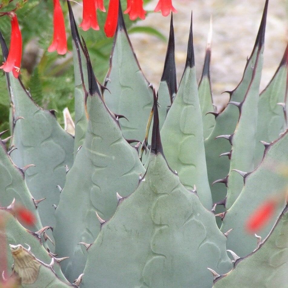 Parry's Agave