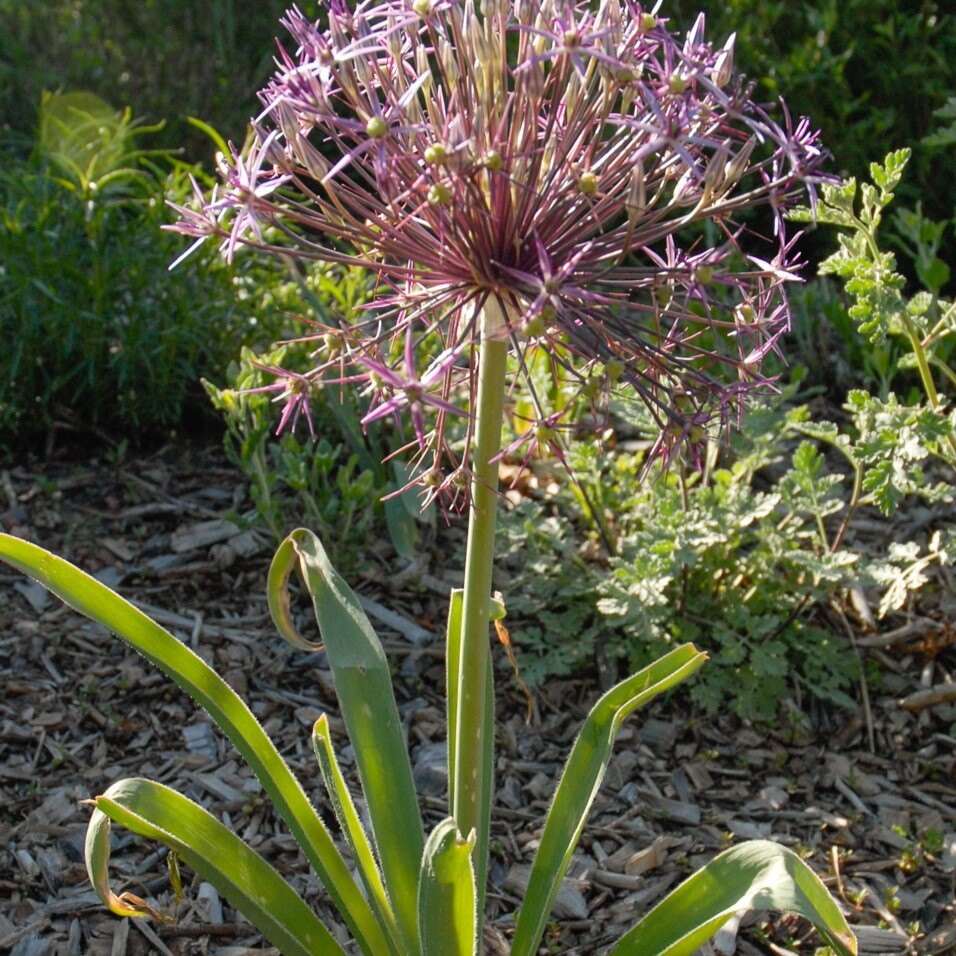 Close-up of an Allium plant with a spherical purple flower head in a garden.