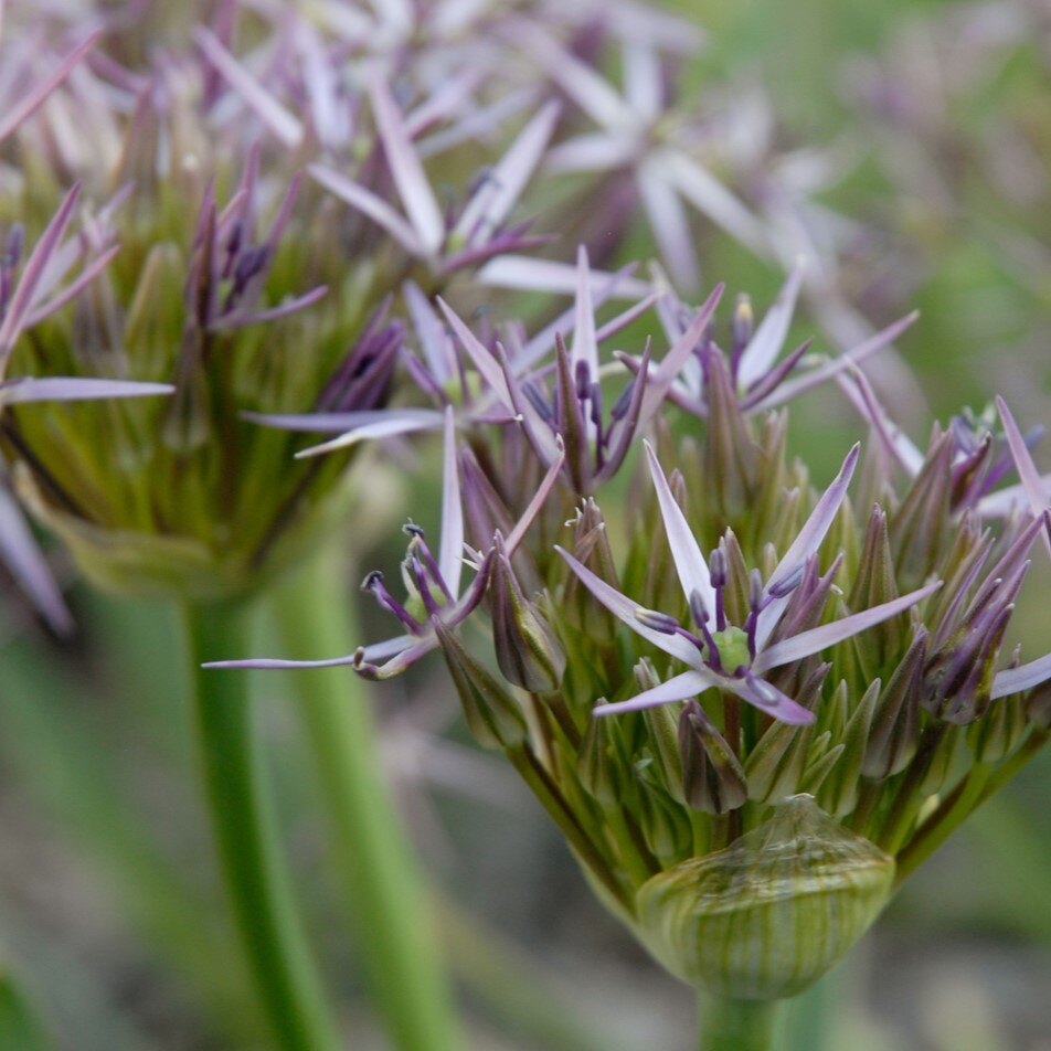 Close-up of blooming allium flowers with star-shaped light purple petals.