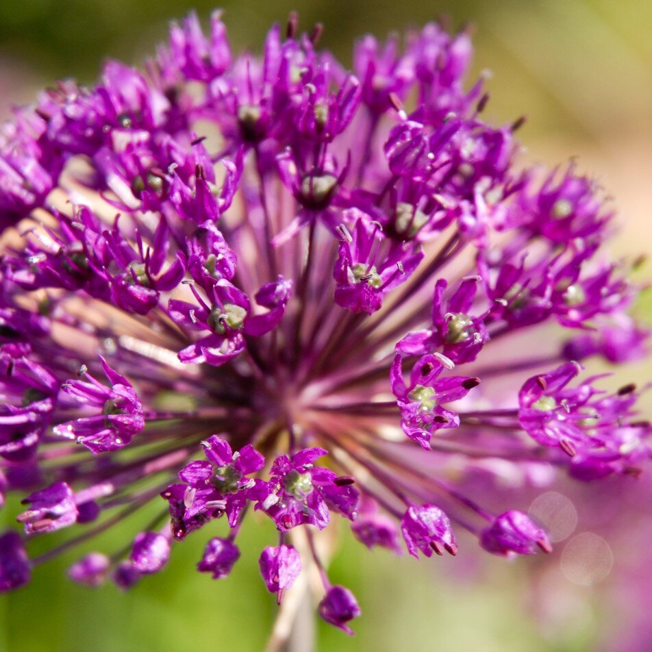 Close-up of a purple allium flower with numerous small florets.