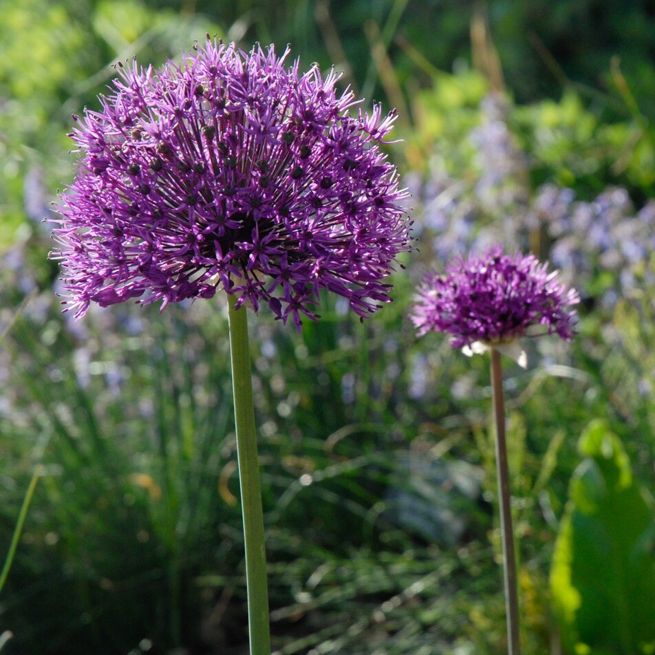 Two purple allium flowers with spherical blooms in a garden setting.