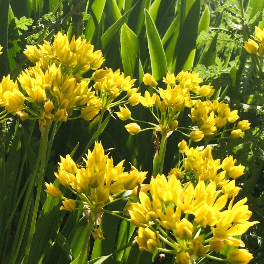 Golden garlic