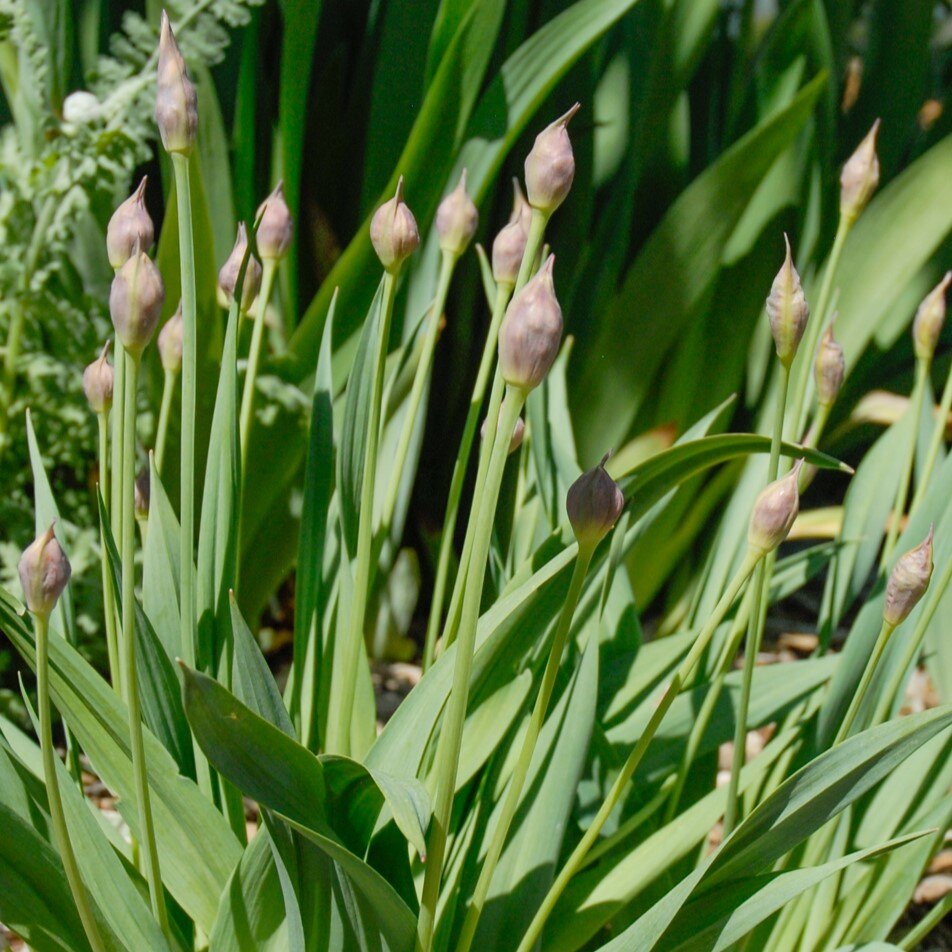 Closed flower buds on tall stems surrounded by green leaves.