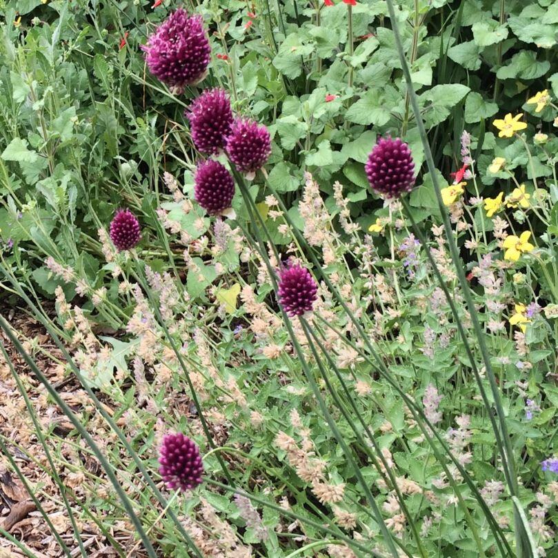Purple allium flowers in a garden with green foliage and yellow blooms in the background.