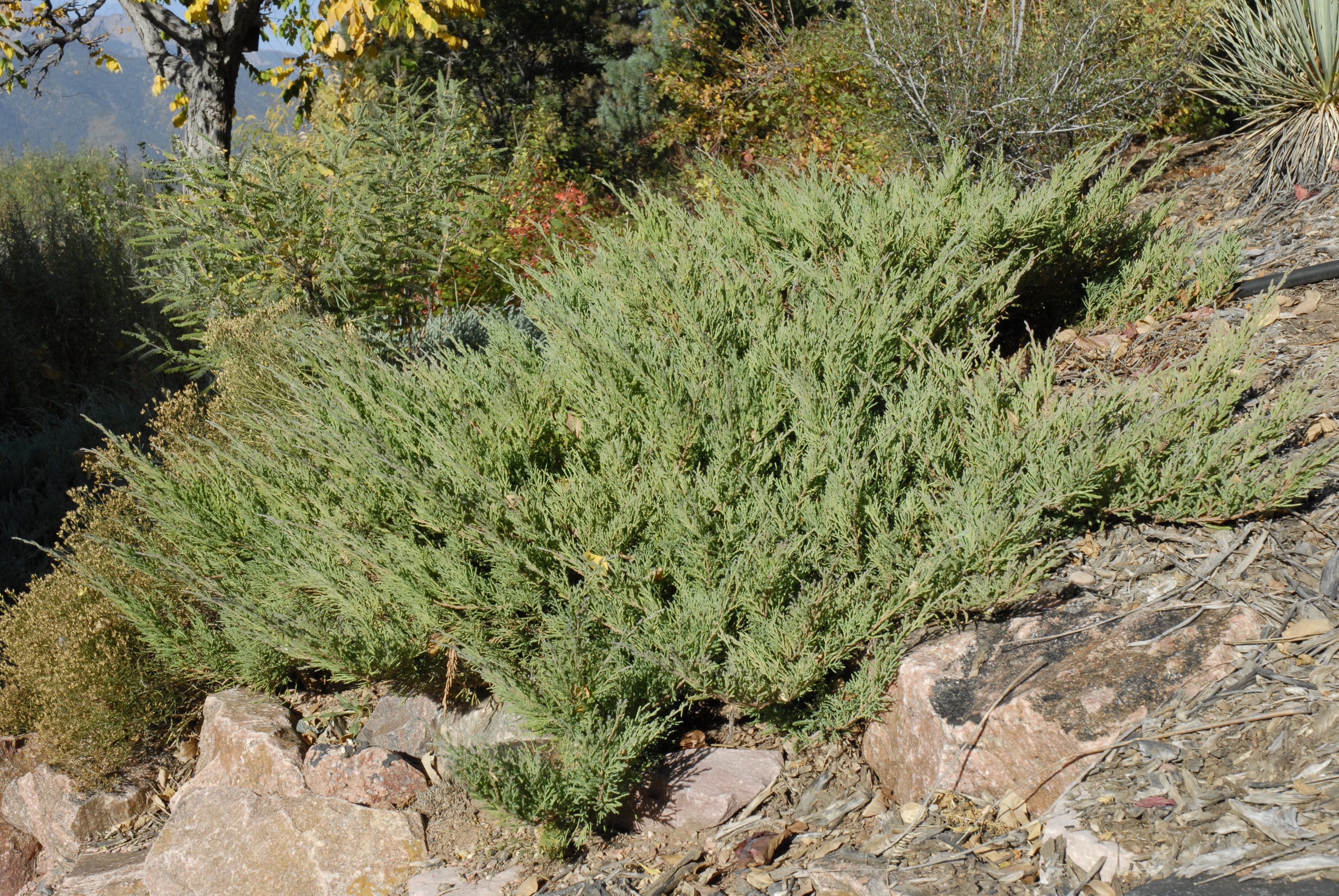 Arcadia Juniper