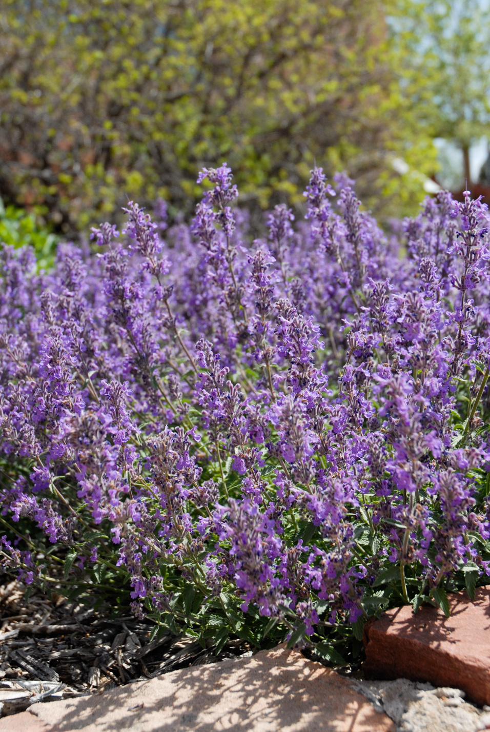 Little Trudy Catmint