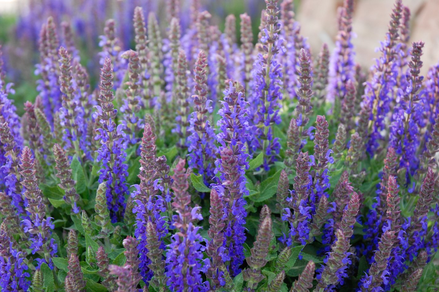 Sensation Deep Blue Sage