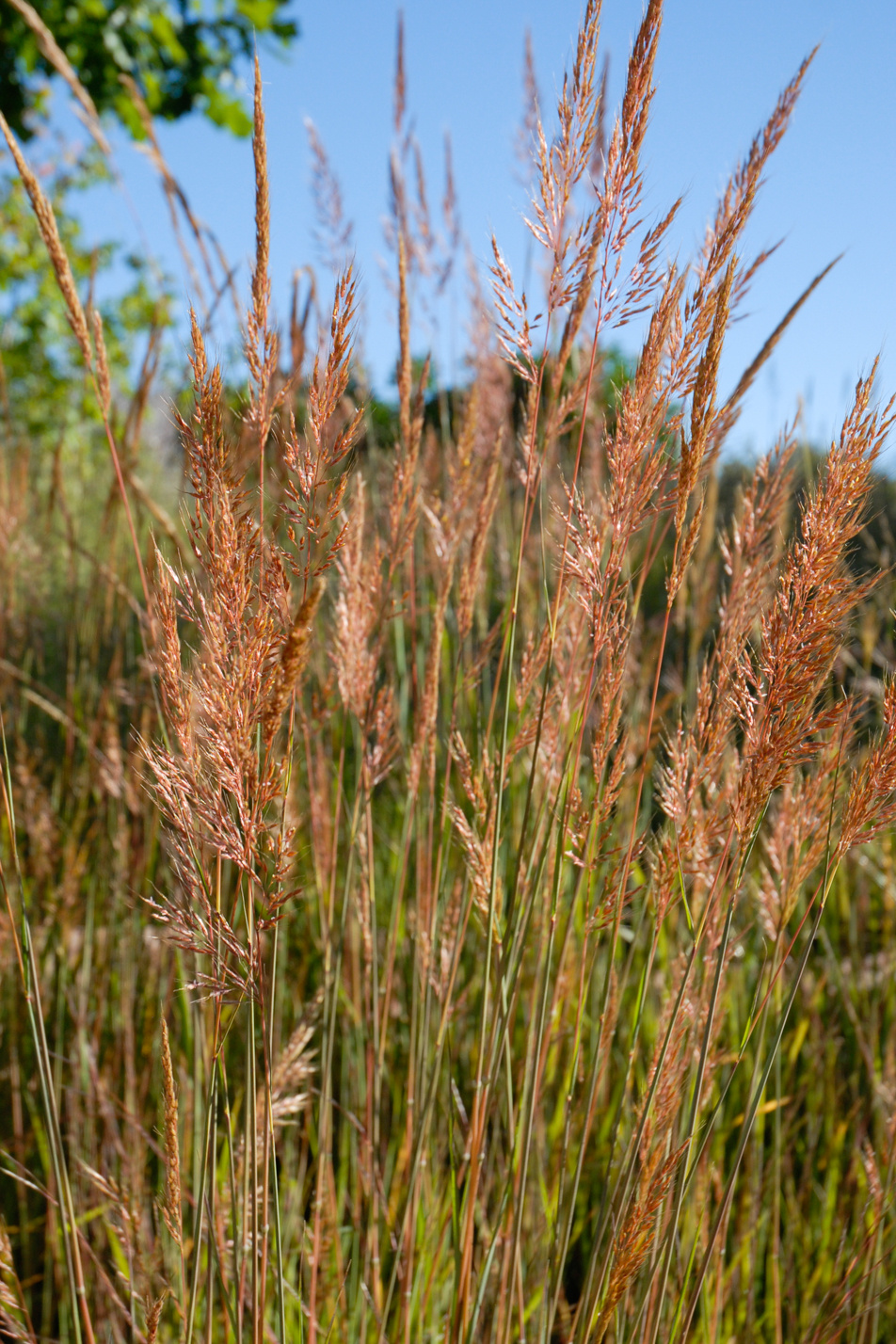 Indian Grass