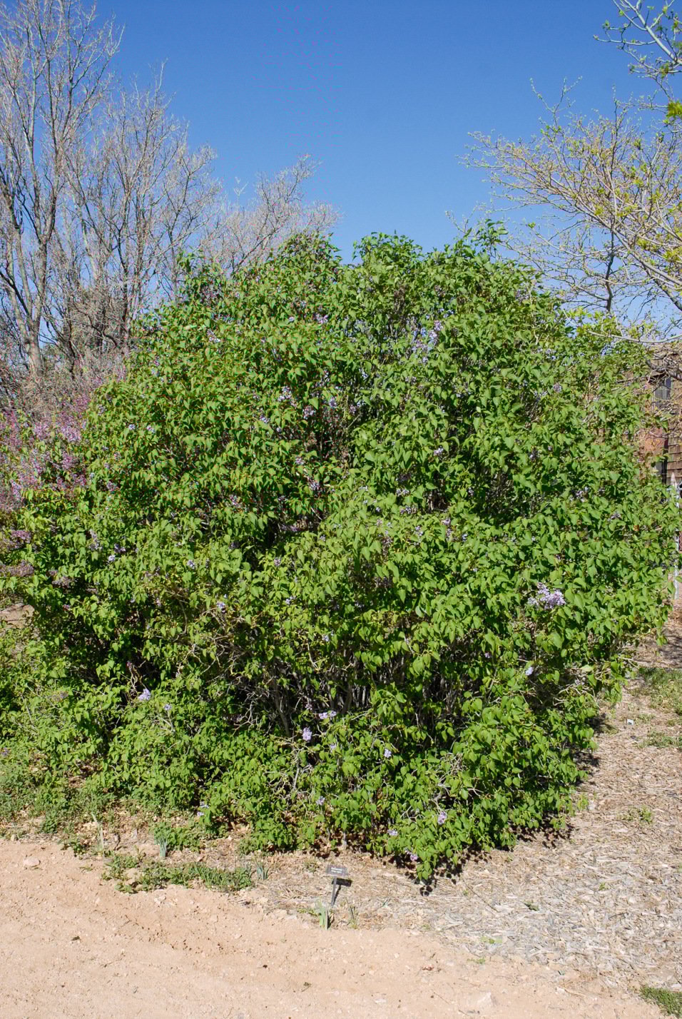 Common Lilac