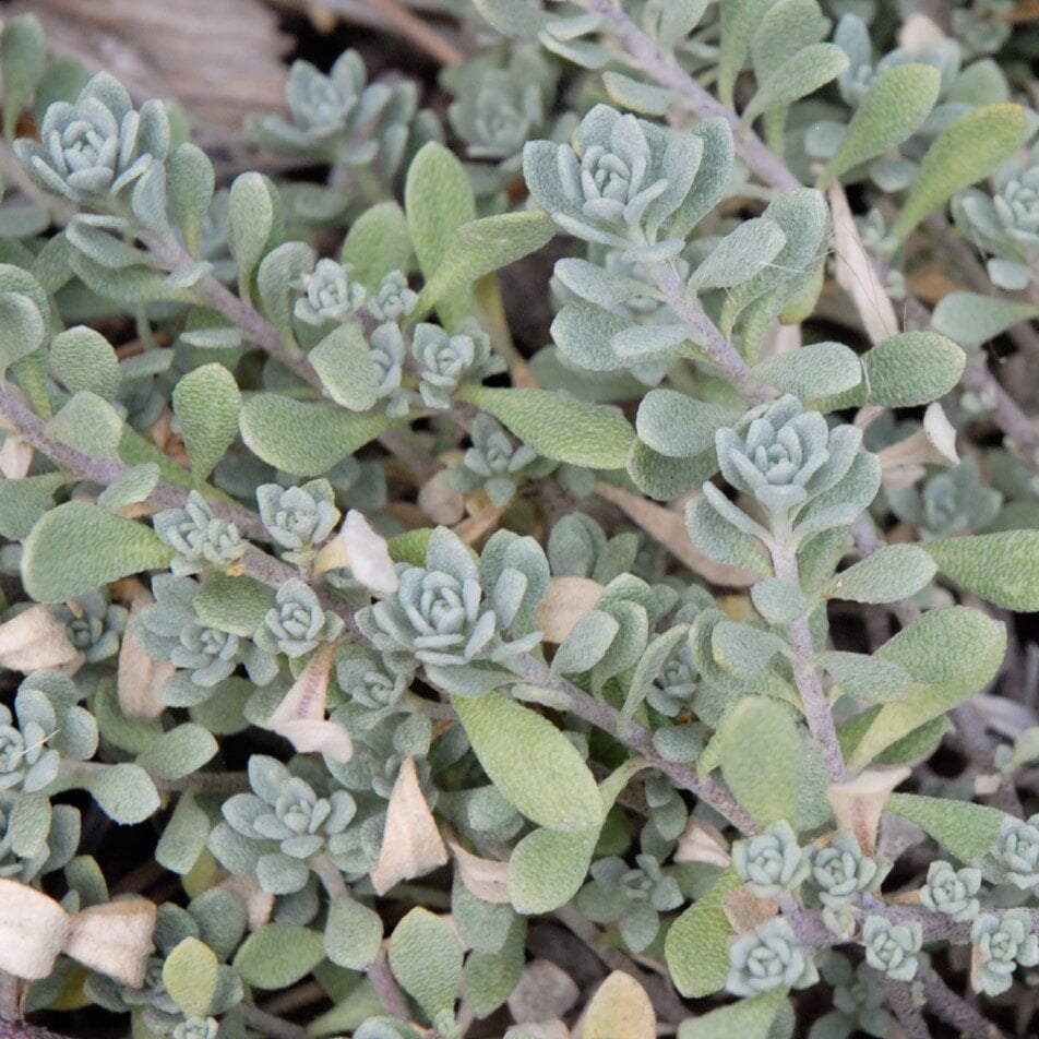 Mountain Alyssum