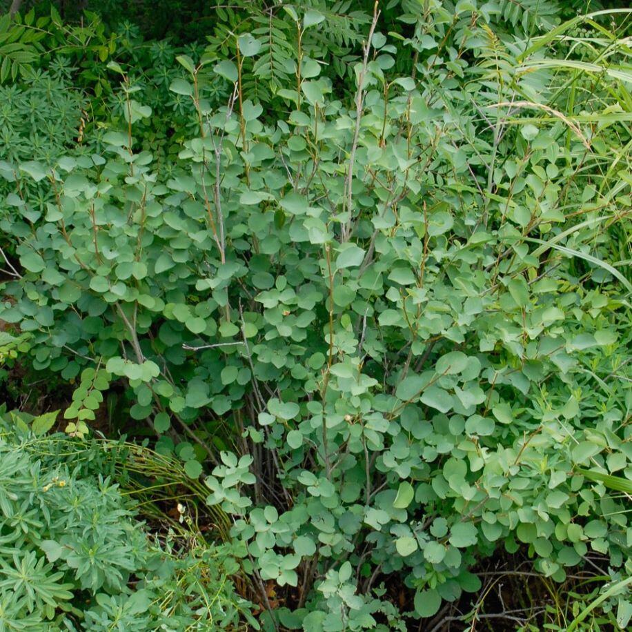 A dense bush with small, round green leaves surrounded by other green plants.