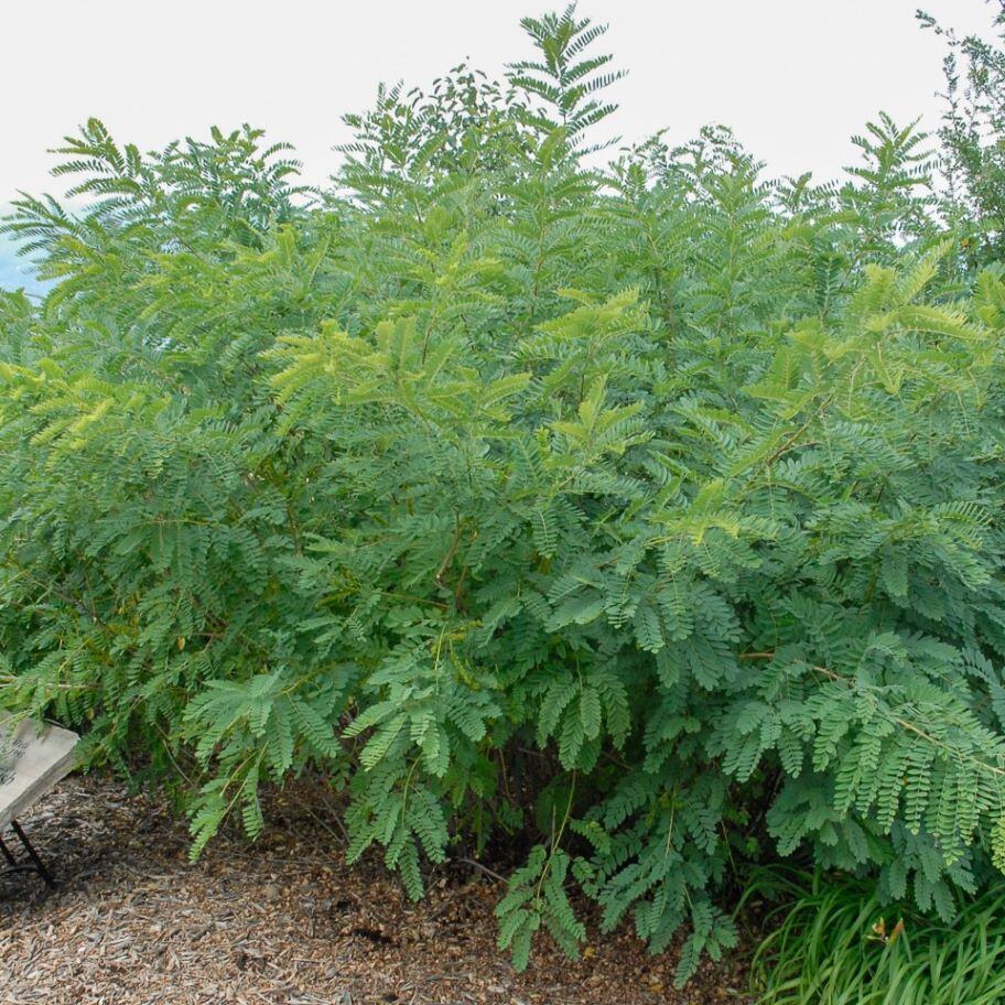 False Indigo Bush