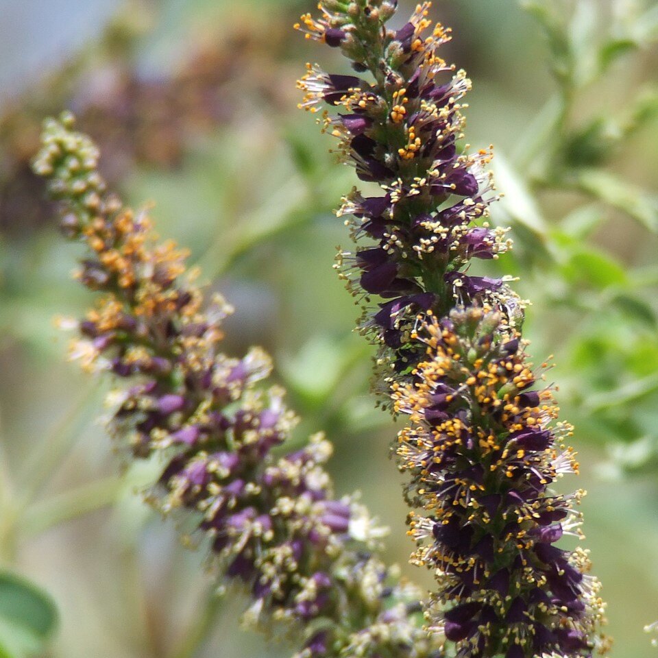 Close-up of purple flower spikes with yellow stamens.