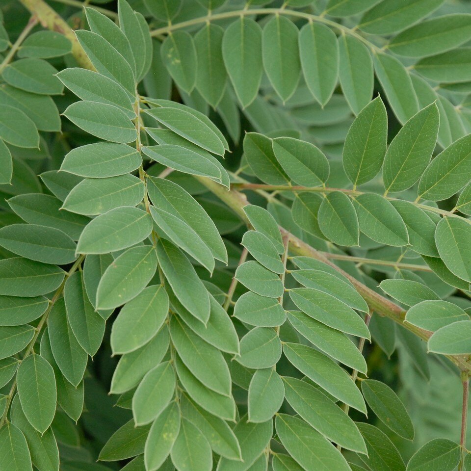 Close-up of green elliptical leaves arranged in pairs on a stem.