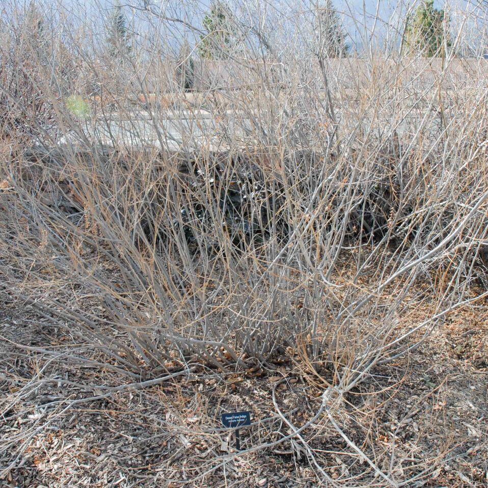Leafless shrub with intertwined branches and a small sign at the base.