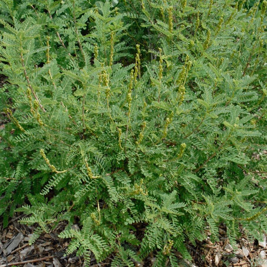 Dwarf False Indigo