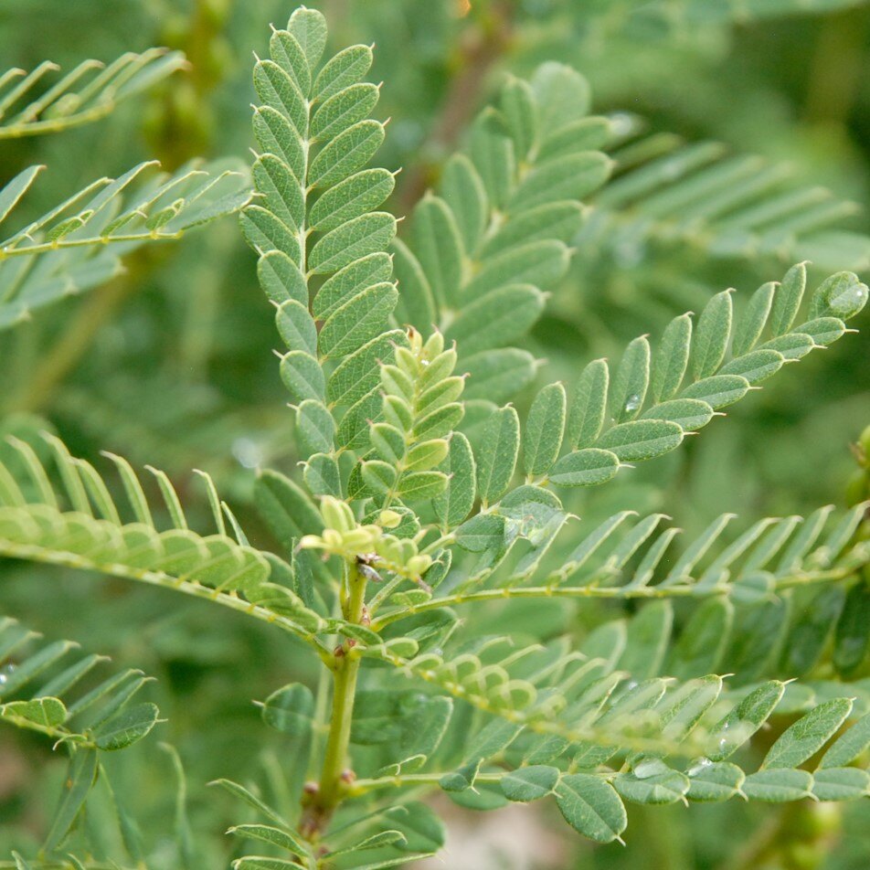 Close-up of a green plant with compound leaves consisting of small leaflets.