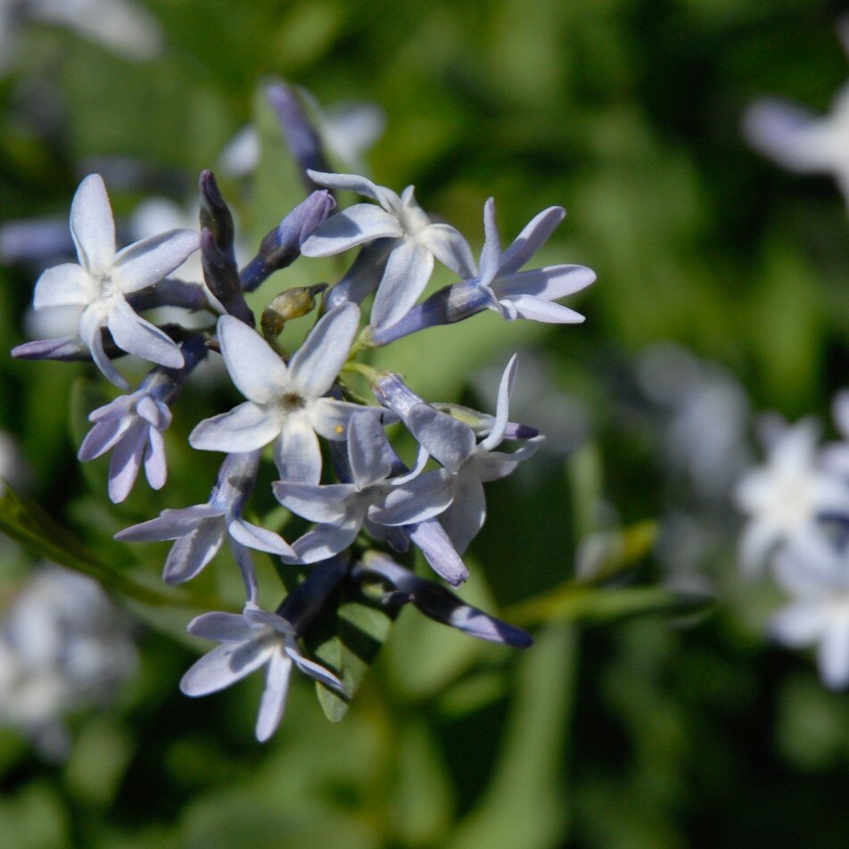 A close-up of lavender-blue star-shaped flowers against a blurred green background.