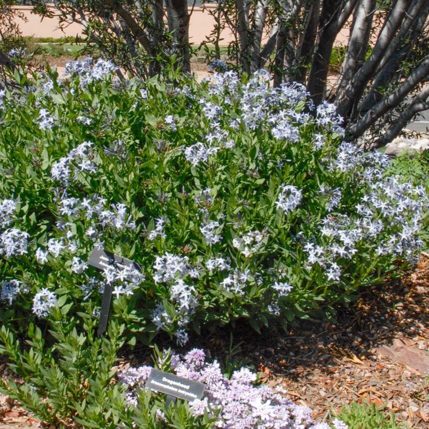 Dense green plants with star-shaped blue flowers and plant identification signs.