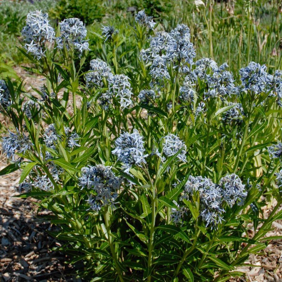 Close-up of a plant with slender green leaves and clusters of pale blue star-shaped flowers in a garden.
