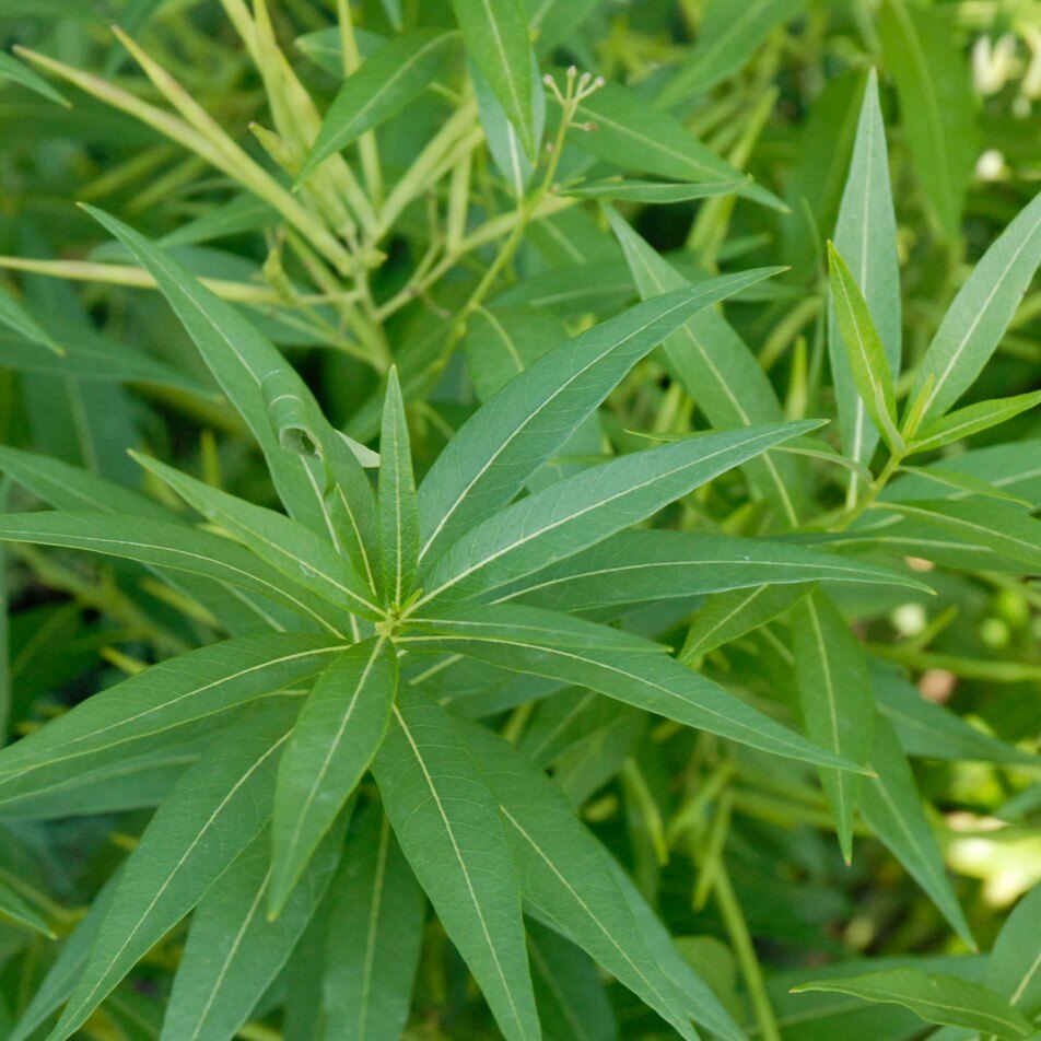Close-up of lush green leaves with a central vein and smooth edges.