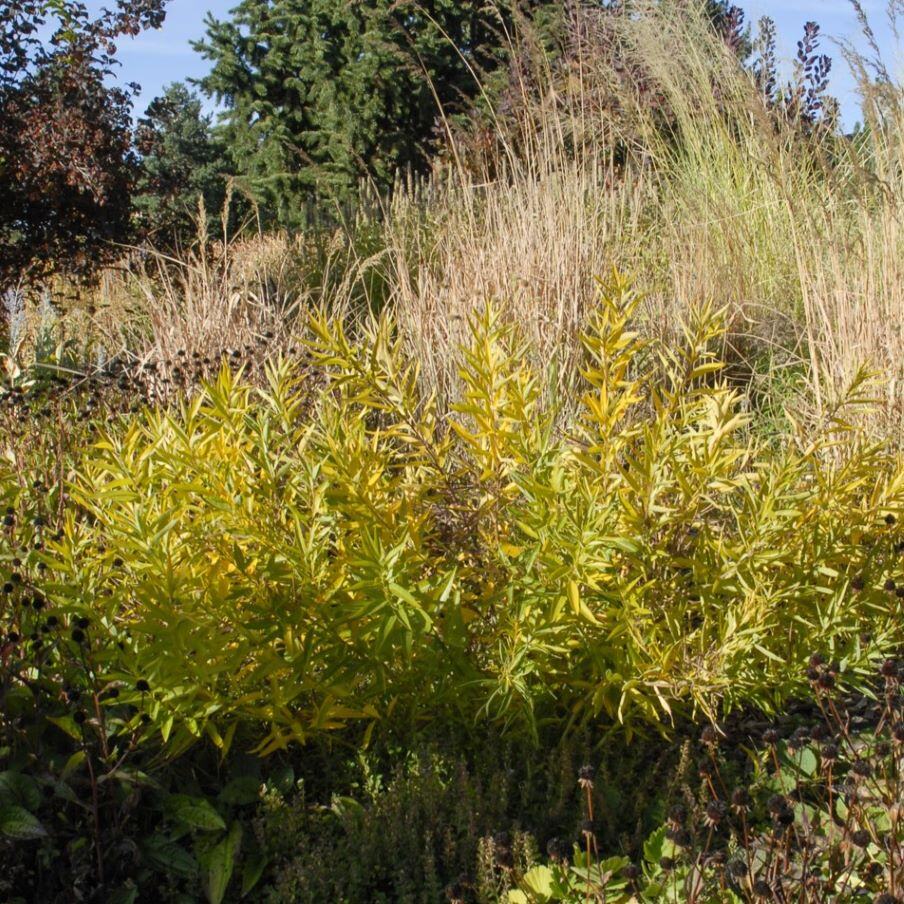 A lush garden with yellow-green foliage and tall grasses against a backdrop of coniferous trees.