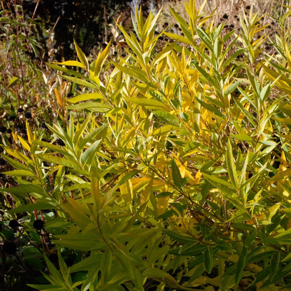 A dense bush with vibrant yellow-green leaves in a sunlit garden setting.