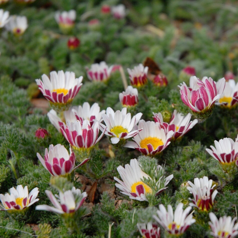 Mt. Atlas Daisy