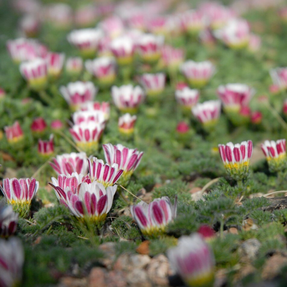 Cluster of magenta and white striped flowers with green foliage.