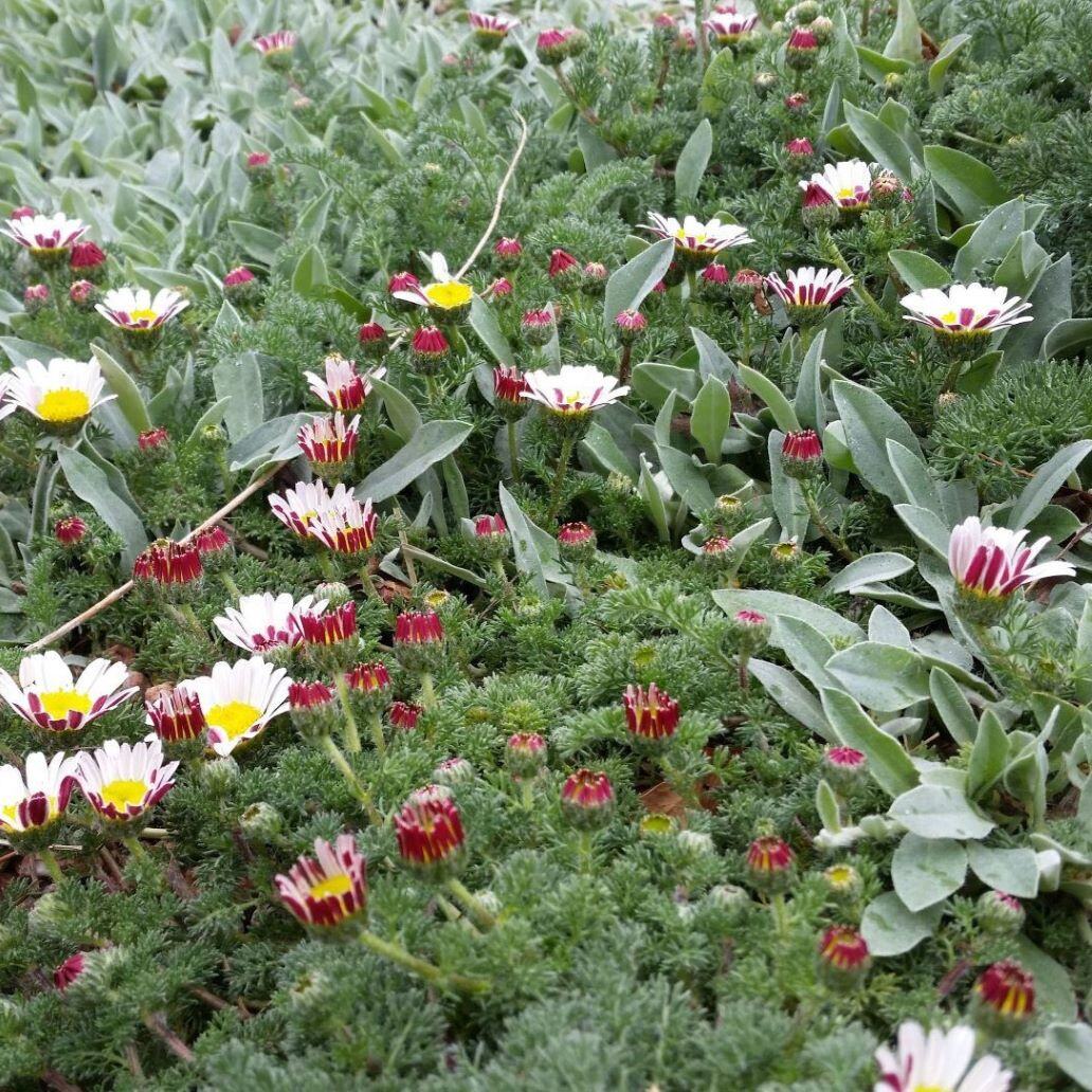 Vibrant patch of flowers with white petals, pink tips, and yellow centers amidst lush green leaves.