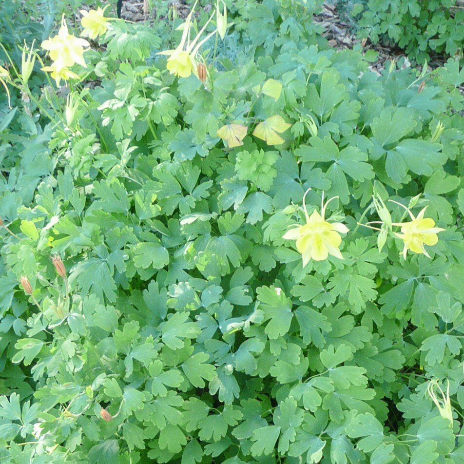 Lush green plant with pale yellow columbine-like flowers and dense leaves.