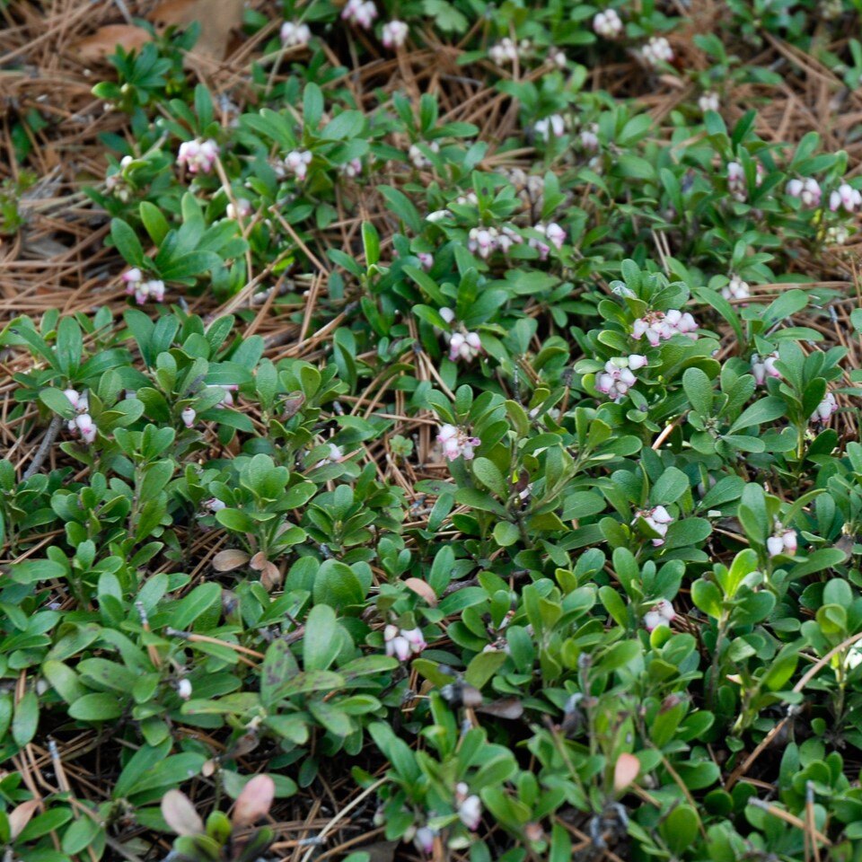 A dense ground cover of green-leafed plants with small pink and white flowers among scattered pine needles.