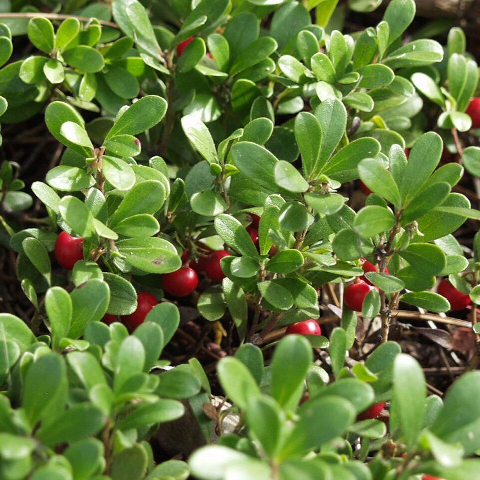 Dense green leaves with small red berries.