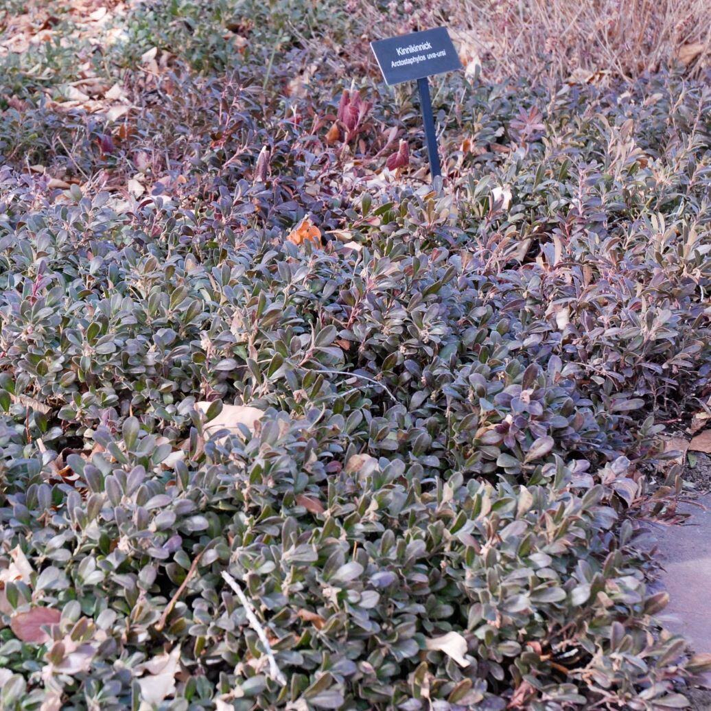 Dense cluster of low-growing plants with dark green glossy leaves and a small black sign identifying the plant.