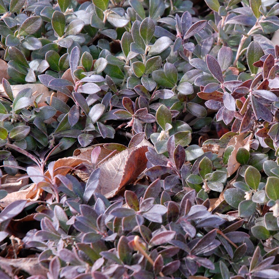 Dense cluster of small dark green and purplish leaves with scattered brown leaves.