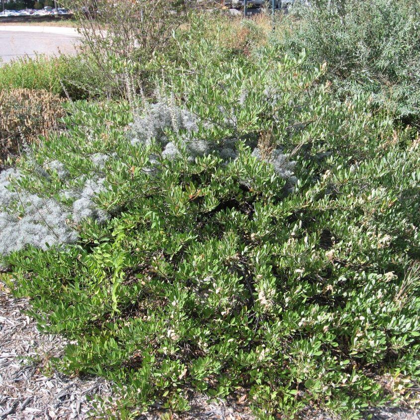 Dense green shrubs with white fuzzy plants.