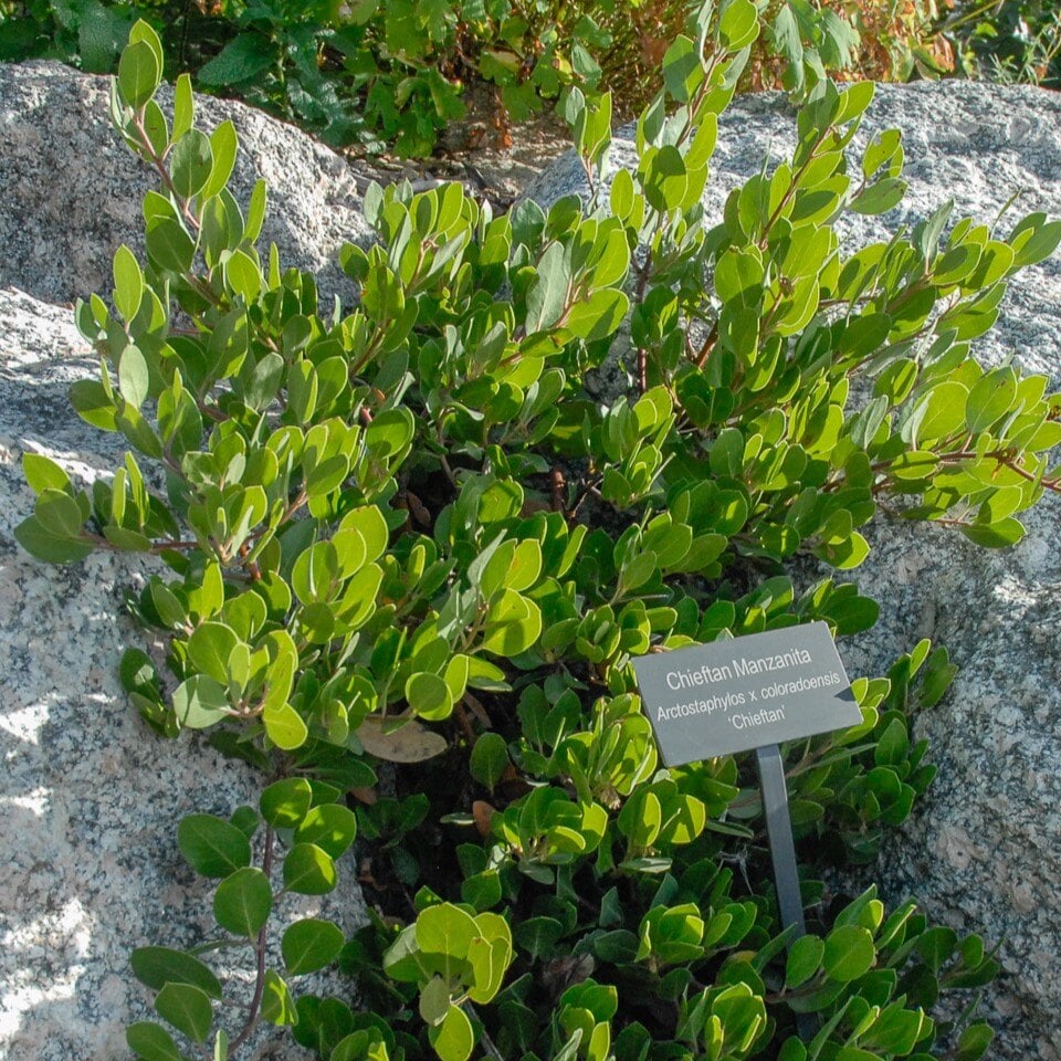 Chieftan Manzanita