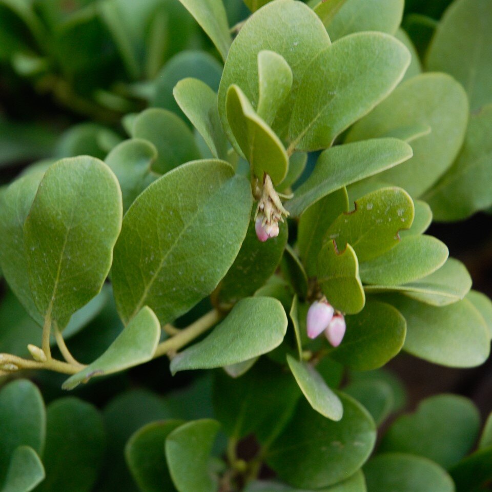 Close-up of a green plant with oval leaves and small pink buds.