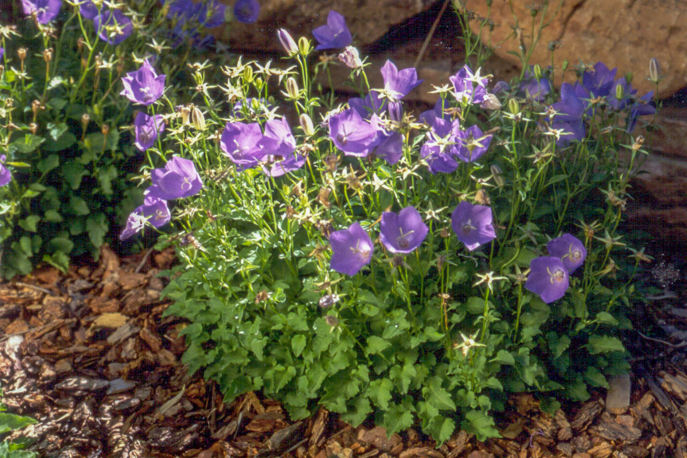 Blue Tussock Bellflower